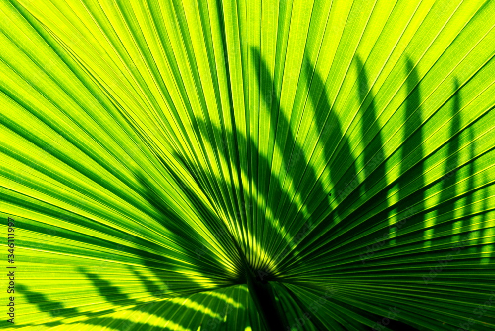 Fototapeta premium Close up green leaves of palm tree under sunlight, Abstract soft focus natural background
