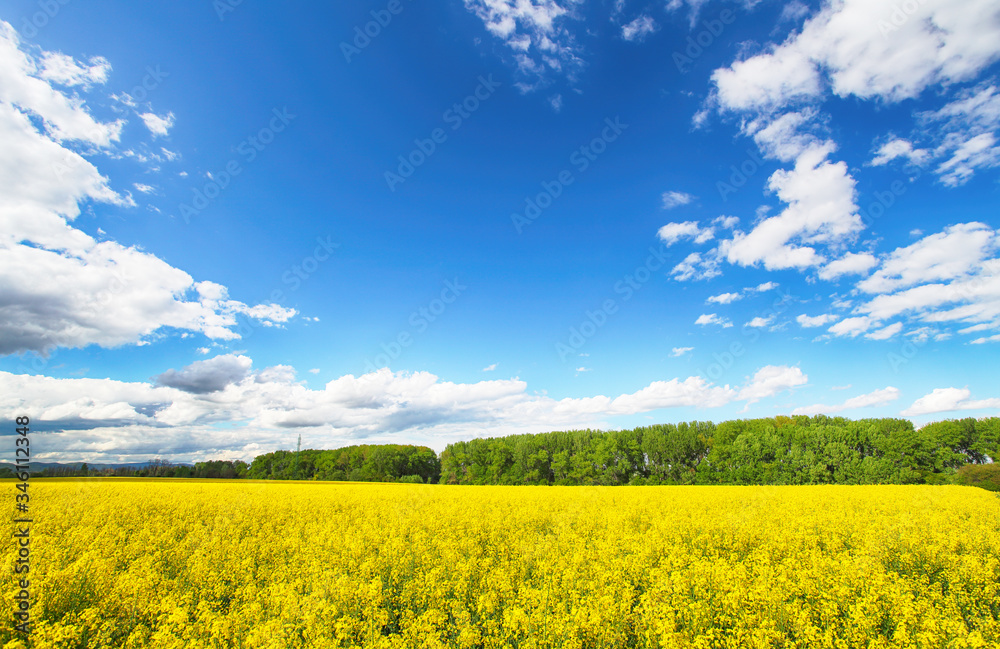 Rape field with blue sky with clouds Rape field with blue sky with clouds