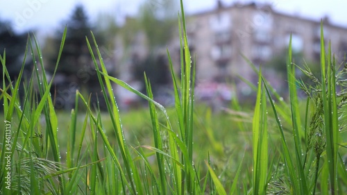 Small droplets on green grass after rain, against the backdrop of the cityscape. © Vlamin