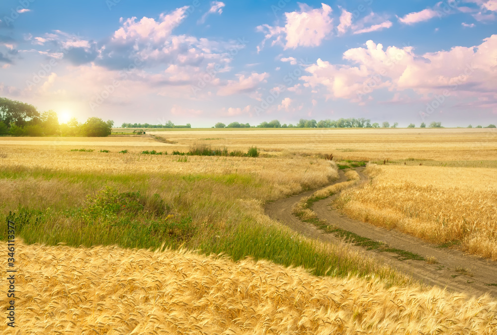 Fototapeta premium Golden field of wheat.