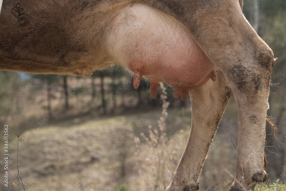 custom made wallpaper toronto digitalDirty cow's udder. close up view .Breed cow udder full of milk