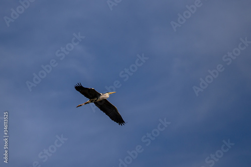 Stork flying on a background of blue sky