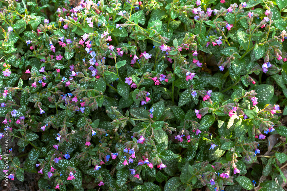 Wild growing pink purple violet blue flowers of herb plant flowering Pulmonaria saccharata Bethlehem lungwort. Natural herbal medicine gardening background Wild growing pink purple violet blue flowers of herb plant flowering Pulmonaria saccharata Bethlehem lungwort. Natural herbal medicine gardening background