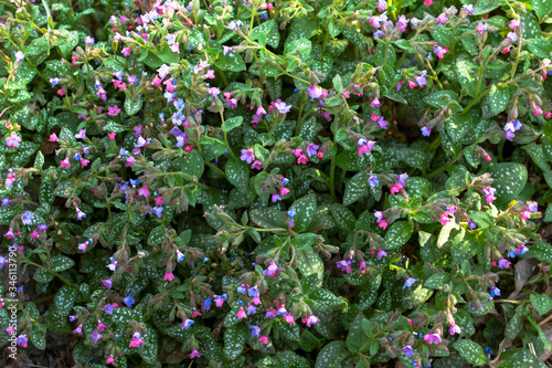 Wallpaper Mural Wild growing pink purple violet blue flowers of herb plant flowering Pulmonaria saccharata Bethlehem lungwort. Natural herbal medicine gardening background Torontodigital.ca