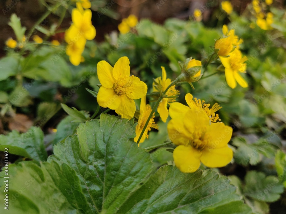 Waldsteinia ternata - yellow flowers 
