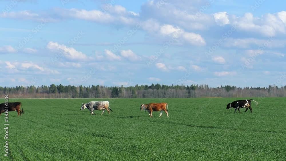 Rural landscape a Herd of cows grazing on a green field. Pastoral landscape with farm animals. Rural landscape a Herd of cows grazing on a green field. Pastoral landscape with farm animals.