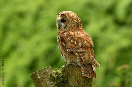 The Tawny owl Strix aluco perched on the tree