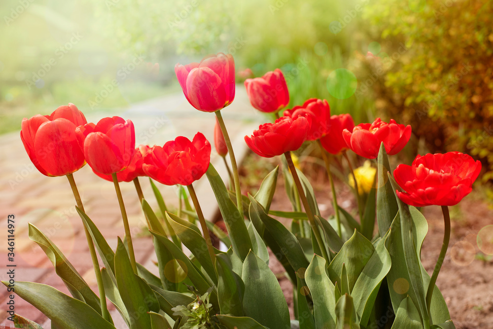 Fototapeta premium Red tulips in spring garden in rays of light.