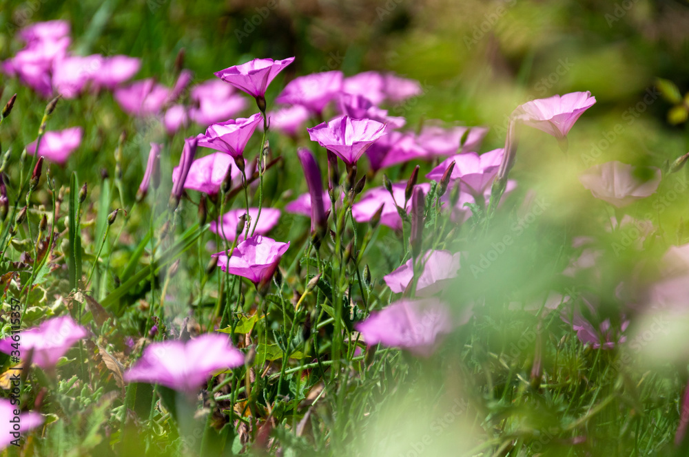 Fototapeta premium Glade of delicate purple flowers on a blurred green forest background.