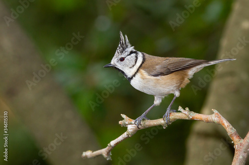 Herrerillo capuchino (Lophophanes cristatus), sobre la rama con fondo verde. 