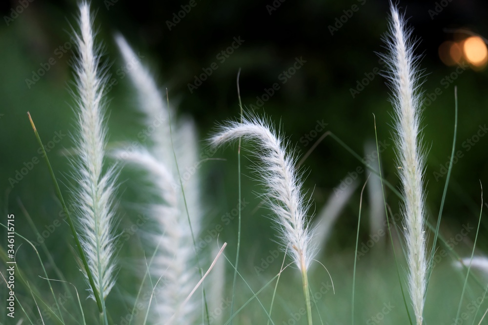 Obraz premium In selective focus a white wild grass flower blossom in a garden with dark light background 