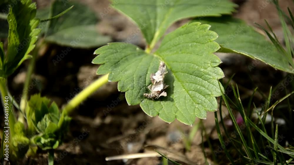caterpillar Pandemis ribeana Huebner - Barred Fruit-tree Tortrix, which emerges from the twisted leaves and crawls on a green strawberry leaf. pest in the garden