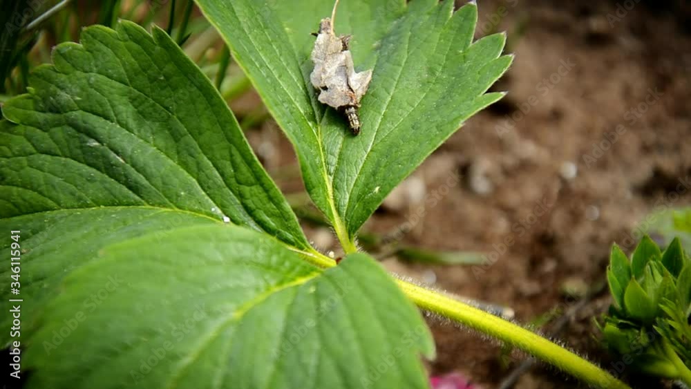 caterpillar Pandemis ribeana Huebner - Barred Fruit-tree Tortrix, which emerges from the twisted leaves and crawls on a green strawberry leaf. pest in the garden