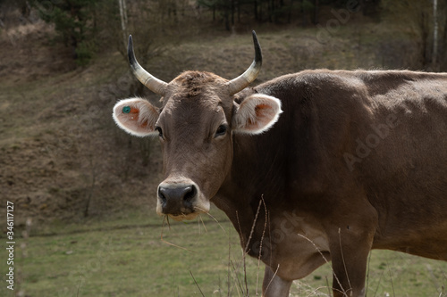 Fototapeta Naklejka Na Ścianę i Meble -  close-up portrait of horned cow outdoors on the grassland. The cow looks at the camera