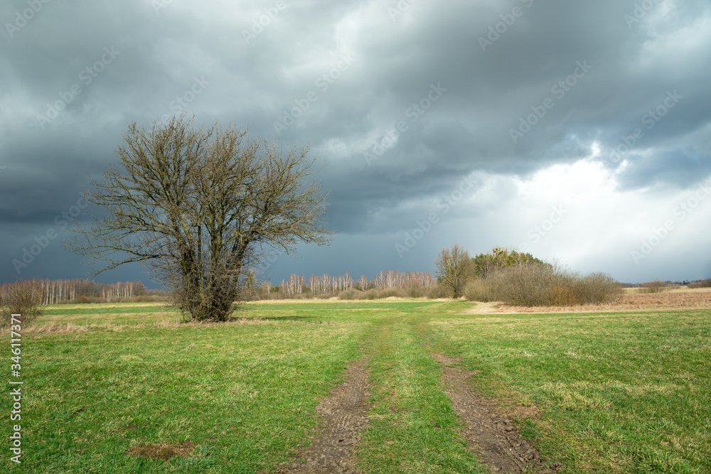 Dirt road and green meadow, bush tree and rainy clouds on sky