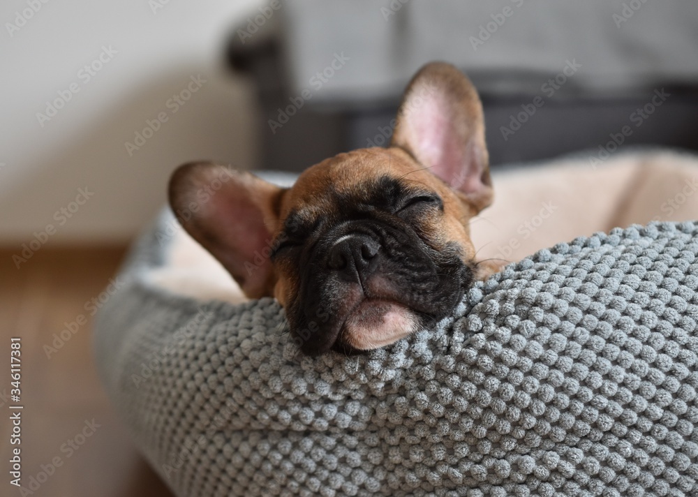 French Bulldog Puppy - obrazy, fototapety, plakaty 