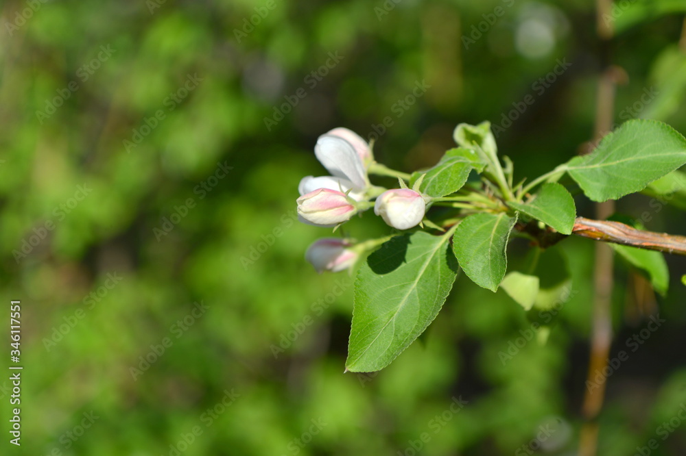 spring blooming tree. tree, green, leafing, flowers, blossom, spring, sun, warmth, spring weather, birds, sparrow spring blooming tree. tree, green, leafing, flowers, blossom, spring, sun, warmth, spring weather, birds, sparrow