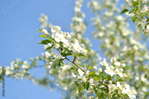 spring blooming tree. tree, green, leafing, flowers, blossom, spring, sun, warmth, spring weather, birds, sparrow © KZ