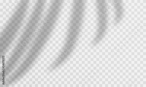 Palm shadow transparent overlay. Vector palm leaves overlay