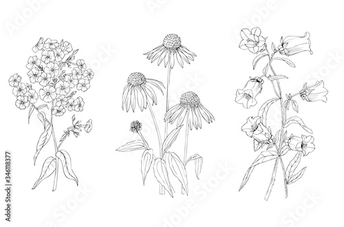 Phlox, of Echinacea and a bell black and white vector graphics