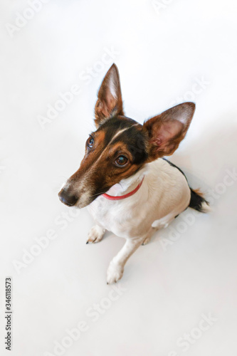Parson russell terrier dog with erect ears. Funny face with a question.