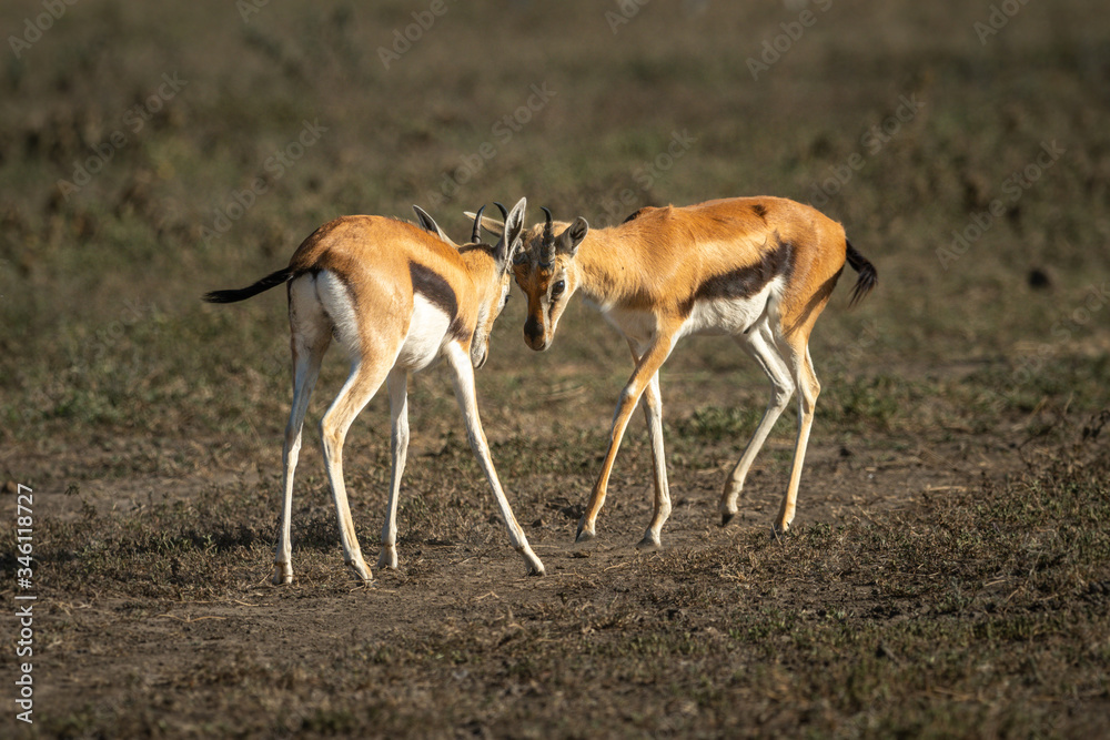Two Thomson gazelle fighting on grassy plain Two Thomson gazelle fighting on grassy plain