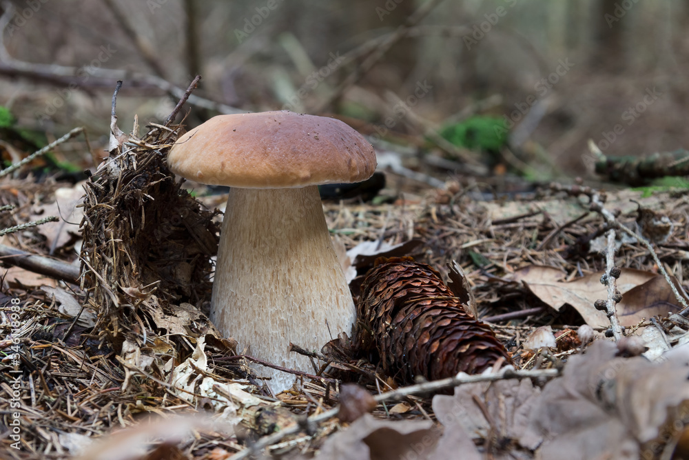 Fototapeta premium Boletus Edulis Bull (Boletus Edulis)