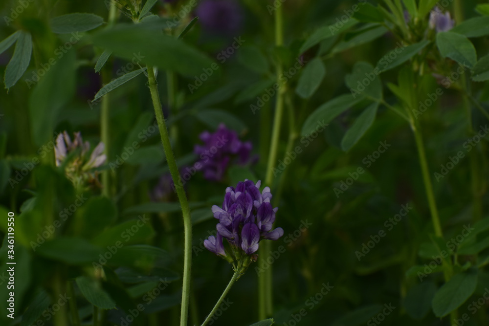 Medicago sativa, alfalfa, lucerne in bloom - close up. Alfalfa is the most cultivated forage legume in the world and has been used as an herbal medicine since ancient times. Medicago sativa, alfalfa, lucerne in bloom - close up. Alfalfa is the most cultivated forage legume in the world and has been used as an herbal medicine since ancient times.