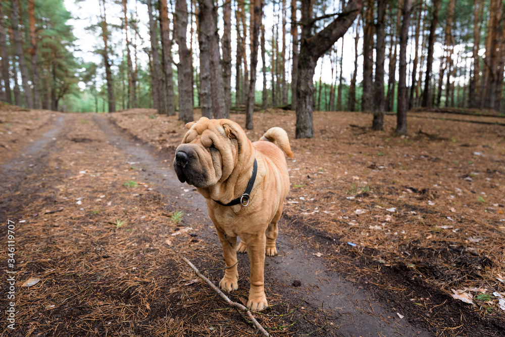 Fototapeta premium sharpey thoroughbred red cheerful dog in the spring forest, posing for the camera. care of domestic animals. spring walk with a dog in the woods