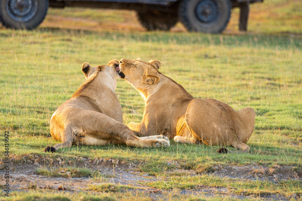 Two lionesses nuzzle each other by vehicle Two lionesses nuzzle each other by vehicle