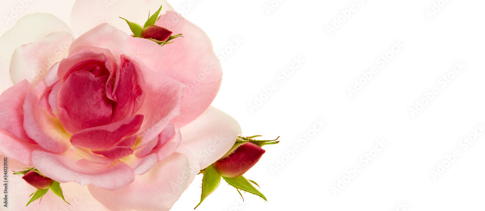 Pink rose with red buds. Macro isolated on white background. Pink rose with red buds. Macro isolated on white background.