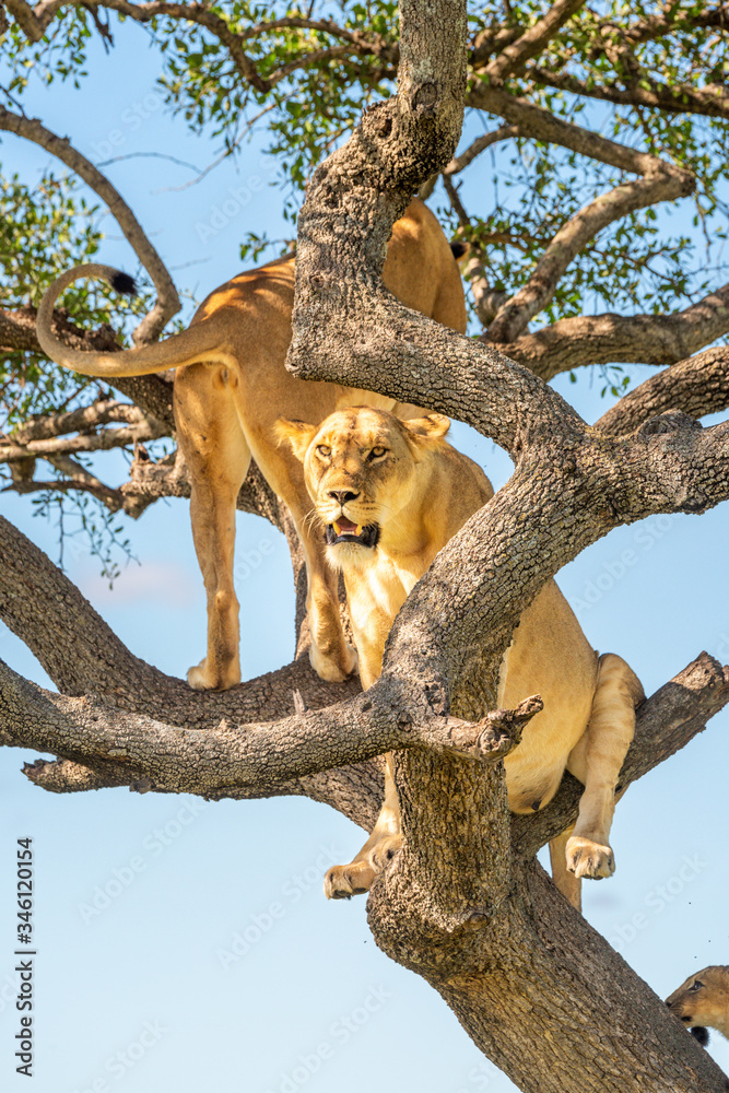 Two lionesses sit looking out from tree Two lionesses sit looking out from tree
