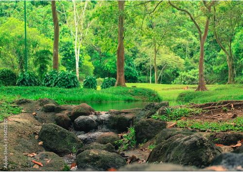 seethawaka park, tree and water,sri lanka photo