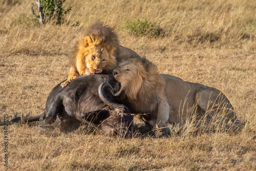 Two male lion feed on Cape buffalo