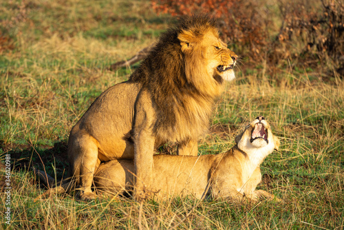 Fototapeta Naklejka Na Ścianę i Meble -  Two mating lions growl at each other