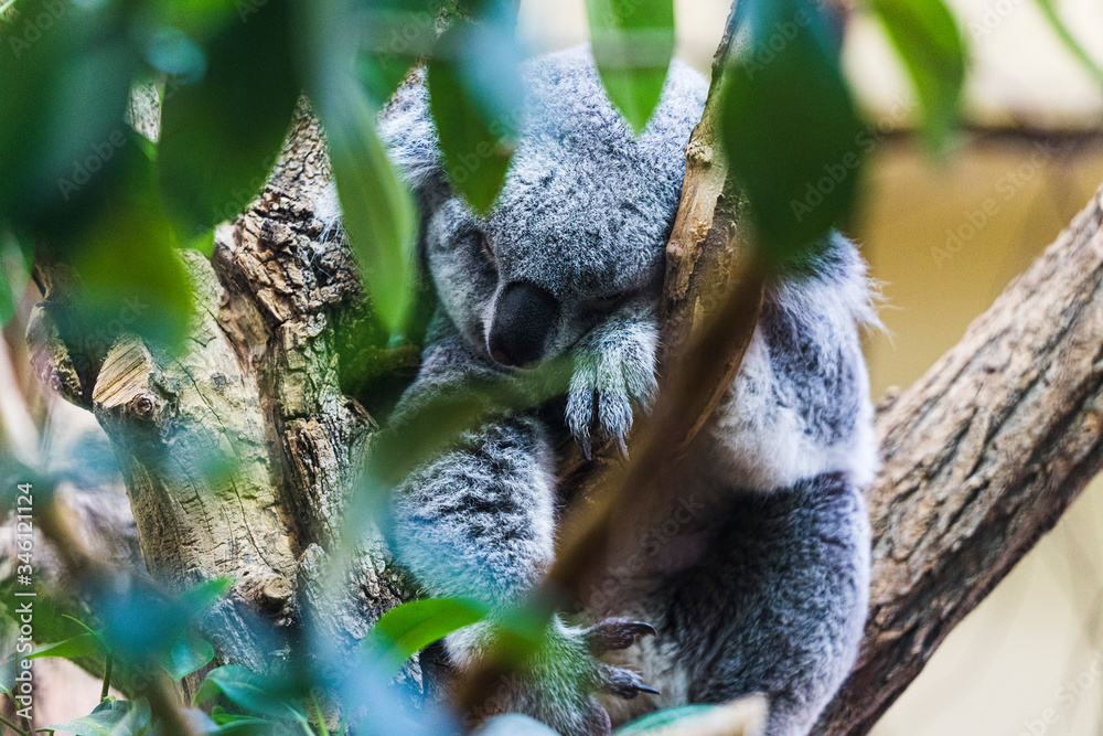 Fototapeta premium Koala im Tiergarten Schönbrunn, Wien