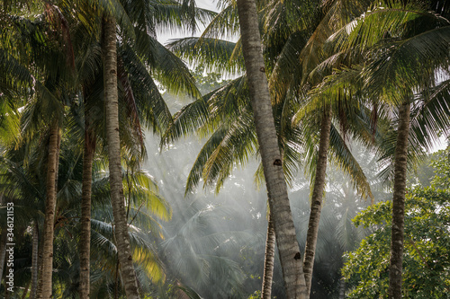 Fototapeta Naklejka Na Ścianę i Meble -  The sun's rays shine through the palm trees