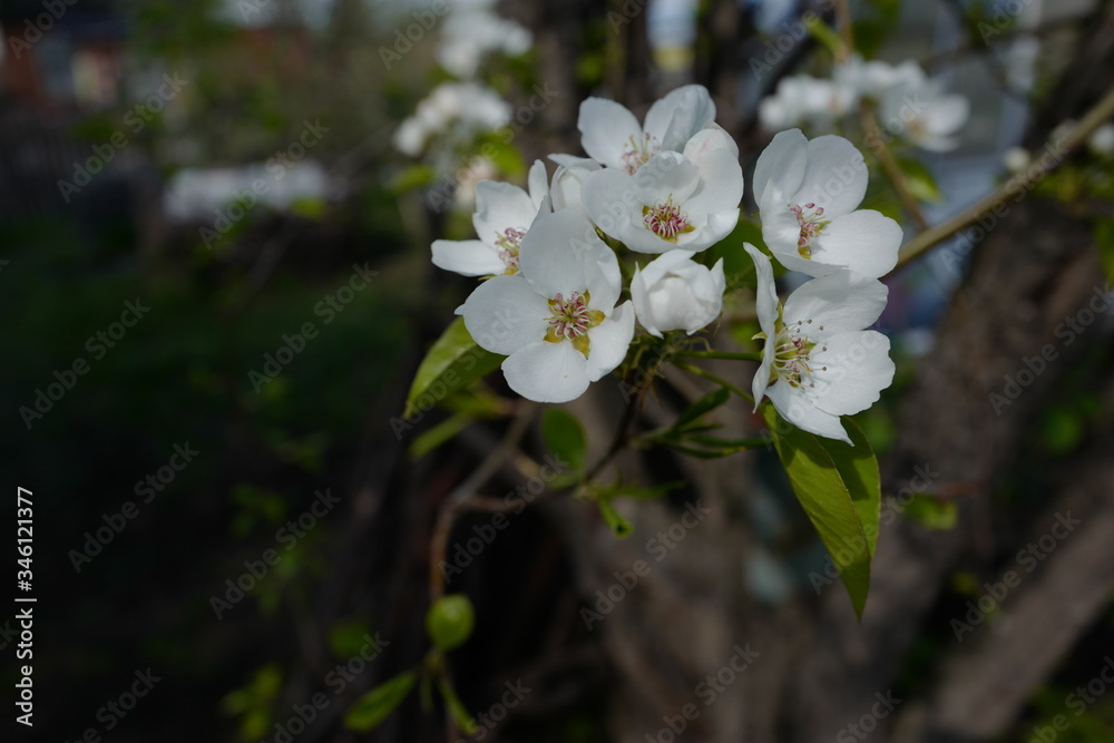 Obraz premium Flowering pears in spring close-up.