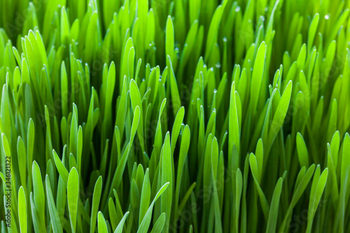 Fresh raw natural wheatgrass leaves, ready for harvesting and turning into green juice. Juicing for health and vitality. 