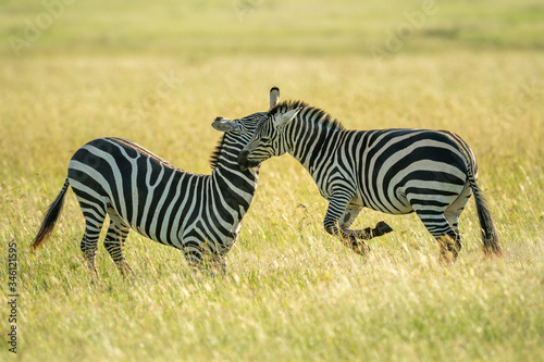 Two plains zebra fighting in long grass
