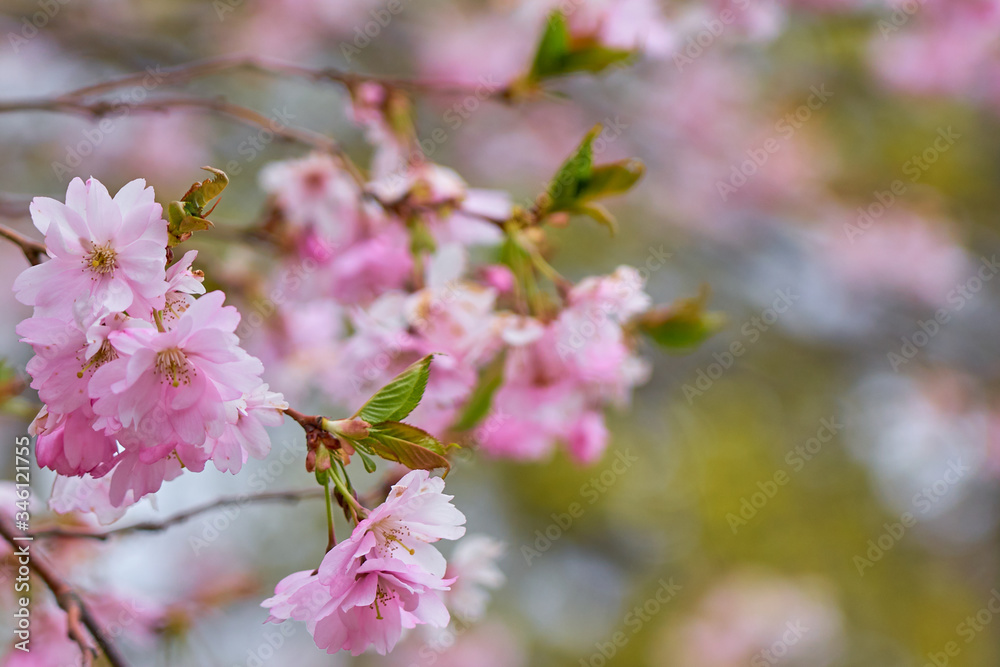 Branch of pink apple blossoms with blurred background bokeh. Copy space. Branch of pink apple blossoms with blurred background bokeh. Copy space.