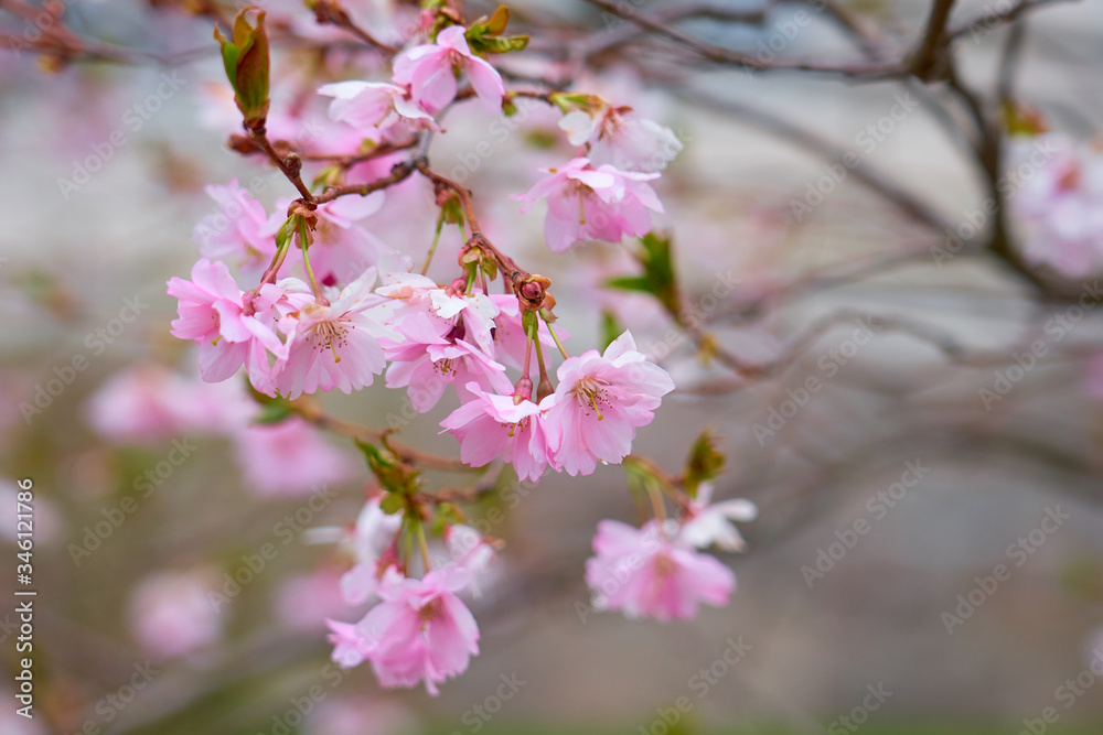 Branch of pink apple blossoms with blurred background bokeh.