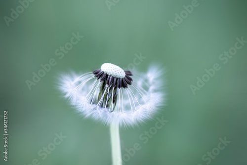 Natural background, dandelion in the field, close up
