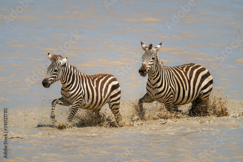 Two plains zebra splash through muddy lake