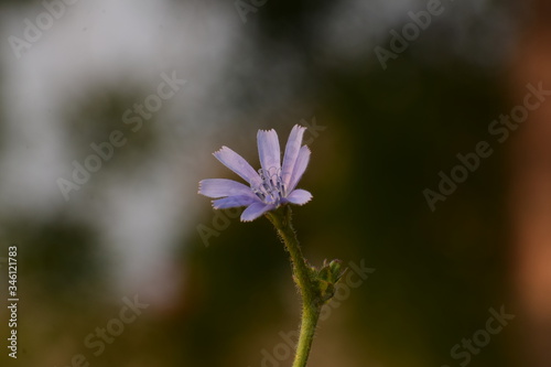 Common chicory (Cichorium intybus) - A nonnative plant with a long history serving humans.
