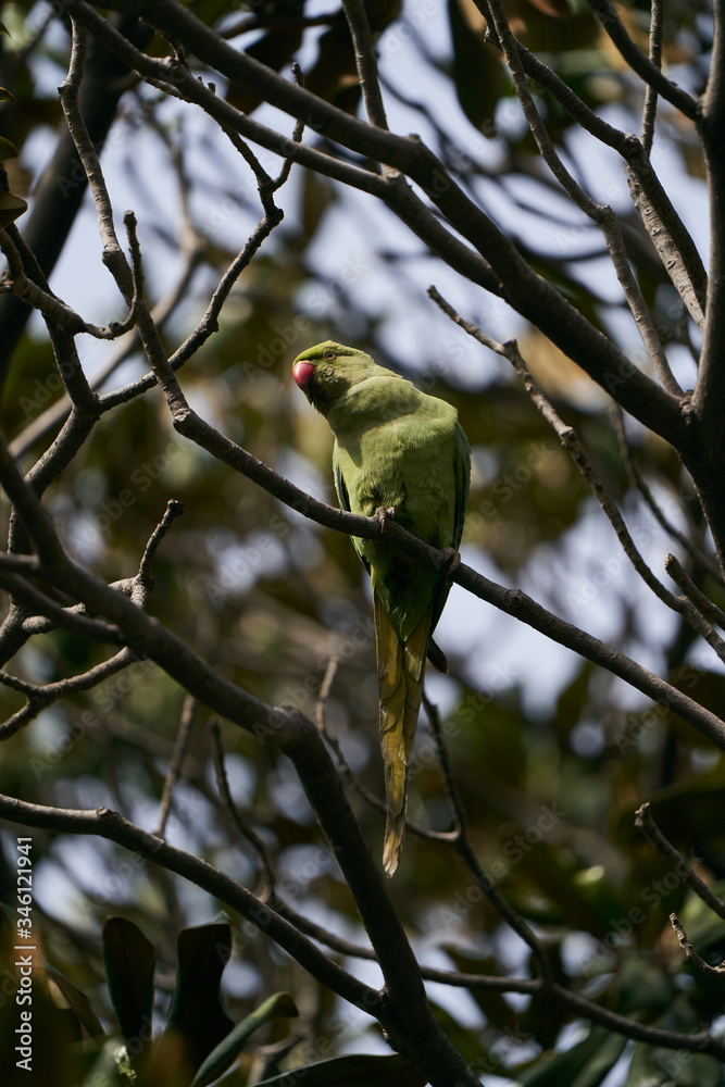 Green parrot bird on tree branch, outdoors Green parrot bird on tree branch, outdoors
