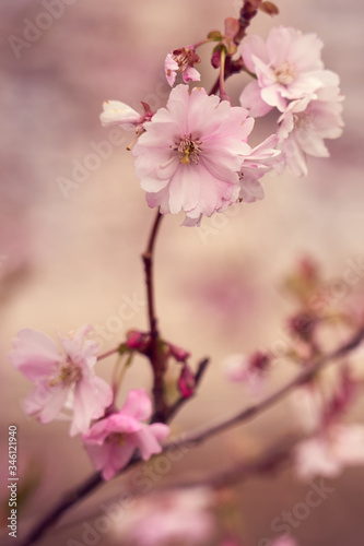 Branch of pink apple blossoms with blurred background bokeh.