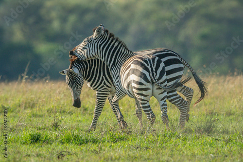 Two teenage zebra play fighting in grass
