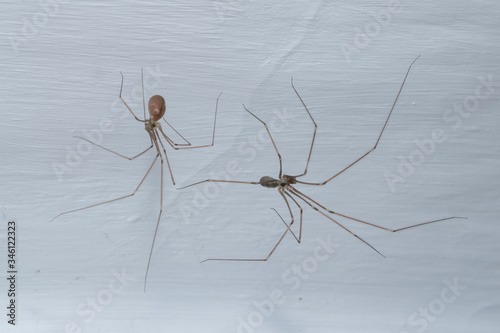 Pholcus phalangioides. Male and female long-legged spider.
