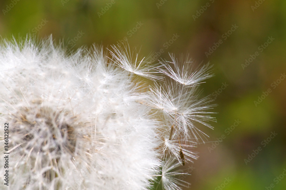 Fototapeta premium Taraxacum flower head seed drop off